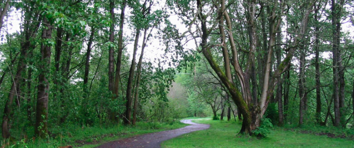 Image of walk path through wooded area